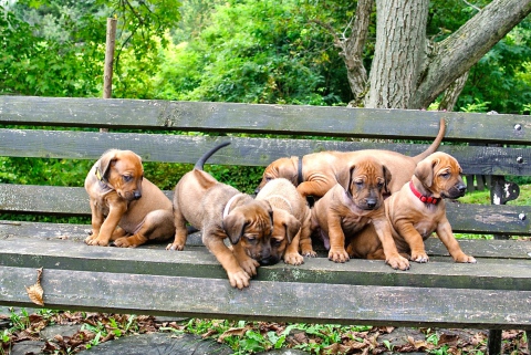 Auf dem Bild sind die Rhodesian Ridgeback Welpen 1 Monat alt.