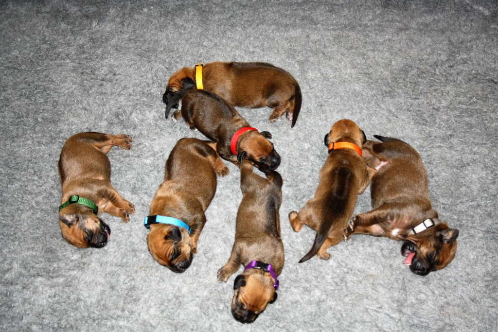 Rhodesian Ridgeback Welpen aus dem Kennel Hekima in Dänemark.