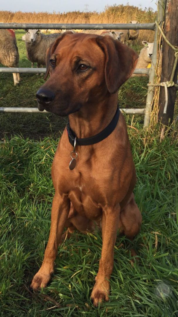 Rhodesian Ridgeback of the Prideland Pien