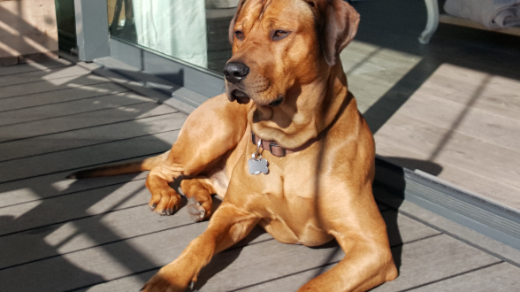 Akani aus dem Kennel of the pride Land