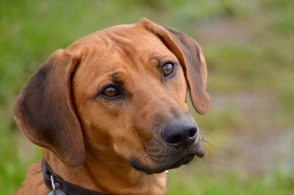 Rhodesian Ridgeback Girl Isa