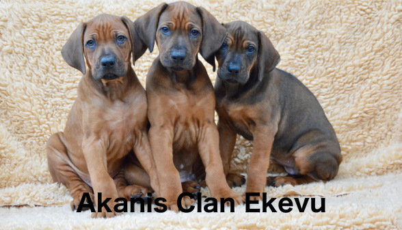 Akani´s Clan Ekevu