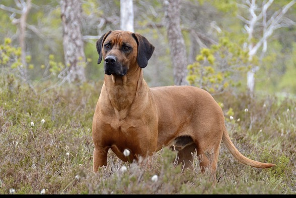 Rhodesian Ridgeback Rüde
