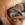 Rhodesian Ridgeback Welpen 24 Stunden alt.