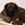 Rhodesian Ridgeback Welpe mit Maske