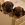 Rhodesian Ridgeback Welpe mit schwarzer Nase
