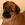 Rhodesian Ridgeback Welpe schwarze Nase und schwarzer Behang