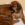 Rhodesian Ridgeback Welpe kein Livernose