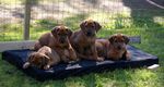 sweet Rhodesian Ridgeback