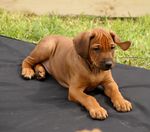 schöner Rhodesian Ridgeback Welpe