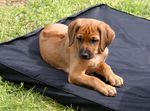 Akanis Rhodesian Ridgeback Welpe