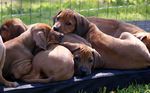 sehr schöne Rhodesian Ridgeback Welpen